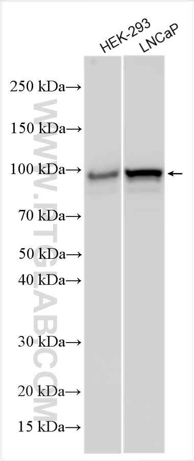 WB analysis using 32382-1-AP