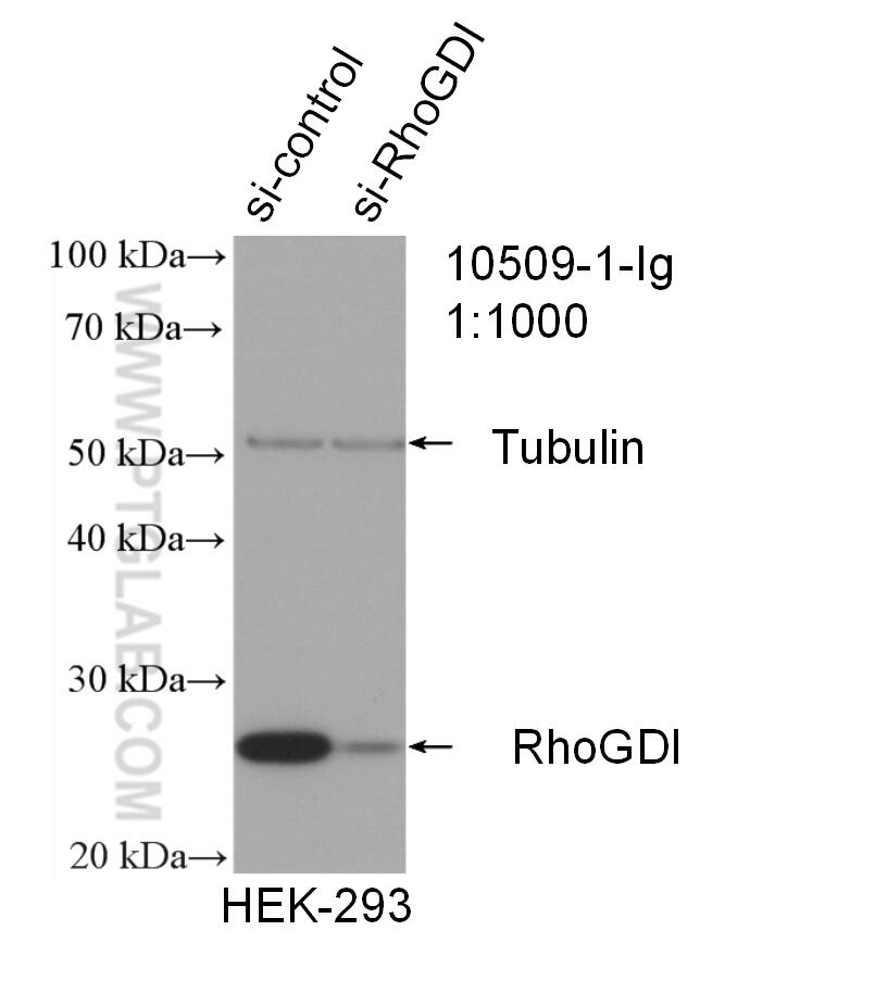 WB analysis of HEK-293 using 10509-1-Ig