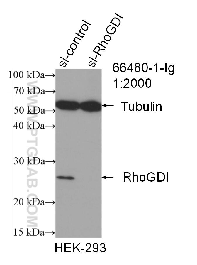 WB analysis of HEK-293 using 66480-1-Ig