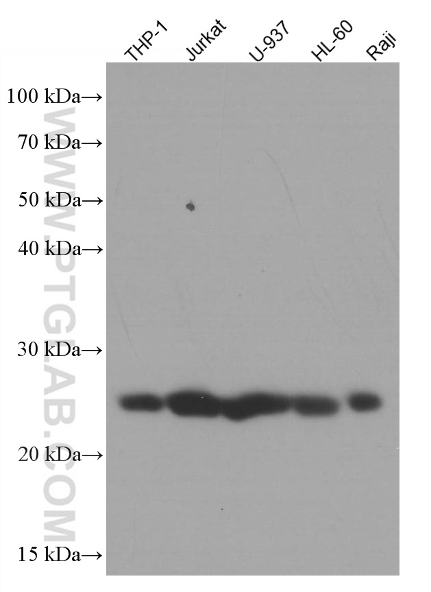 WB analysis using 66054-1-Ig