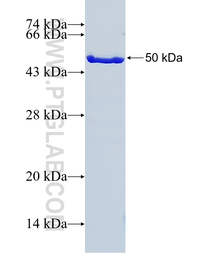 ARHGDIB fusion protein Ag9078 SDS-PAGE