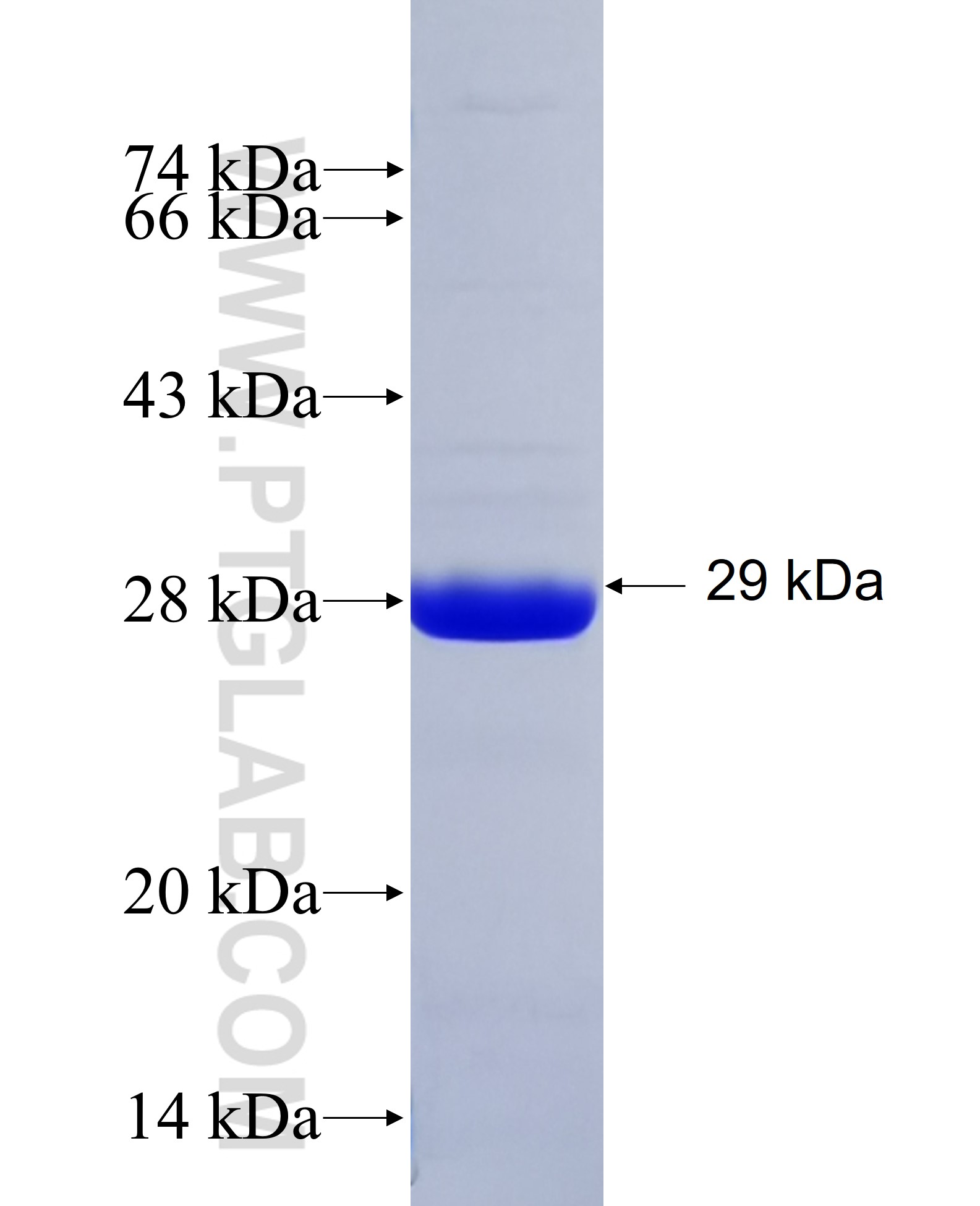 ARHGDIB fusion protein Ag9091 SDS-PAGE