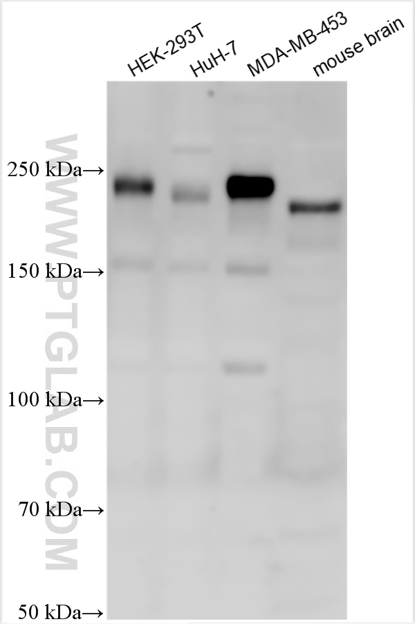 WB analysis using 30508-1-AP