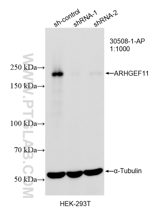 WB analysis of HEK-293T using 30508-1-AP