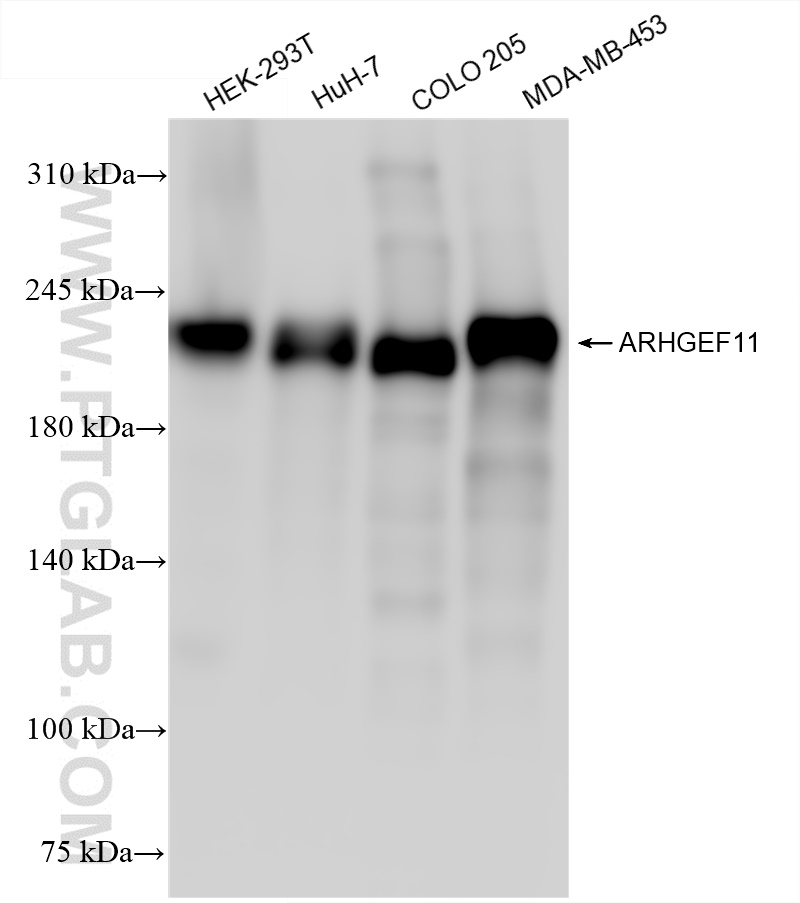WB analysis using 84149-4-RR (same clone as 84149-4-PBS)
