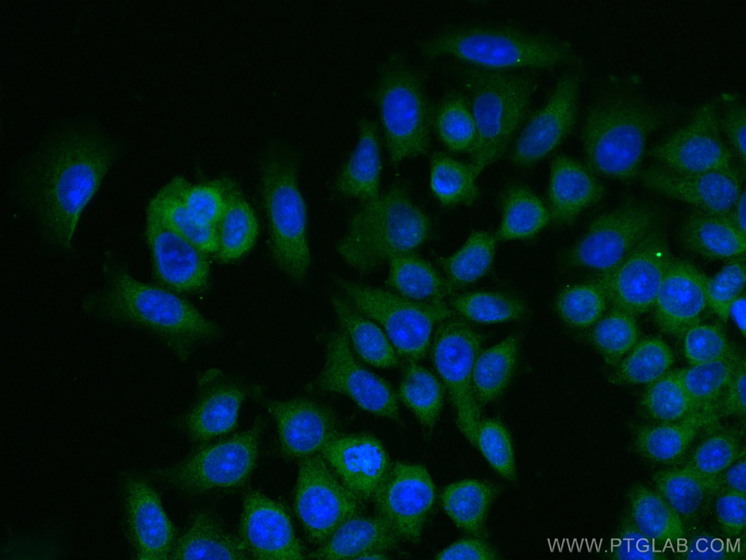 IF Staining of MCF-7 using 67975-1-Ig