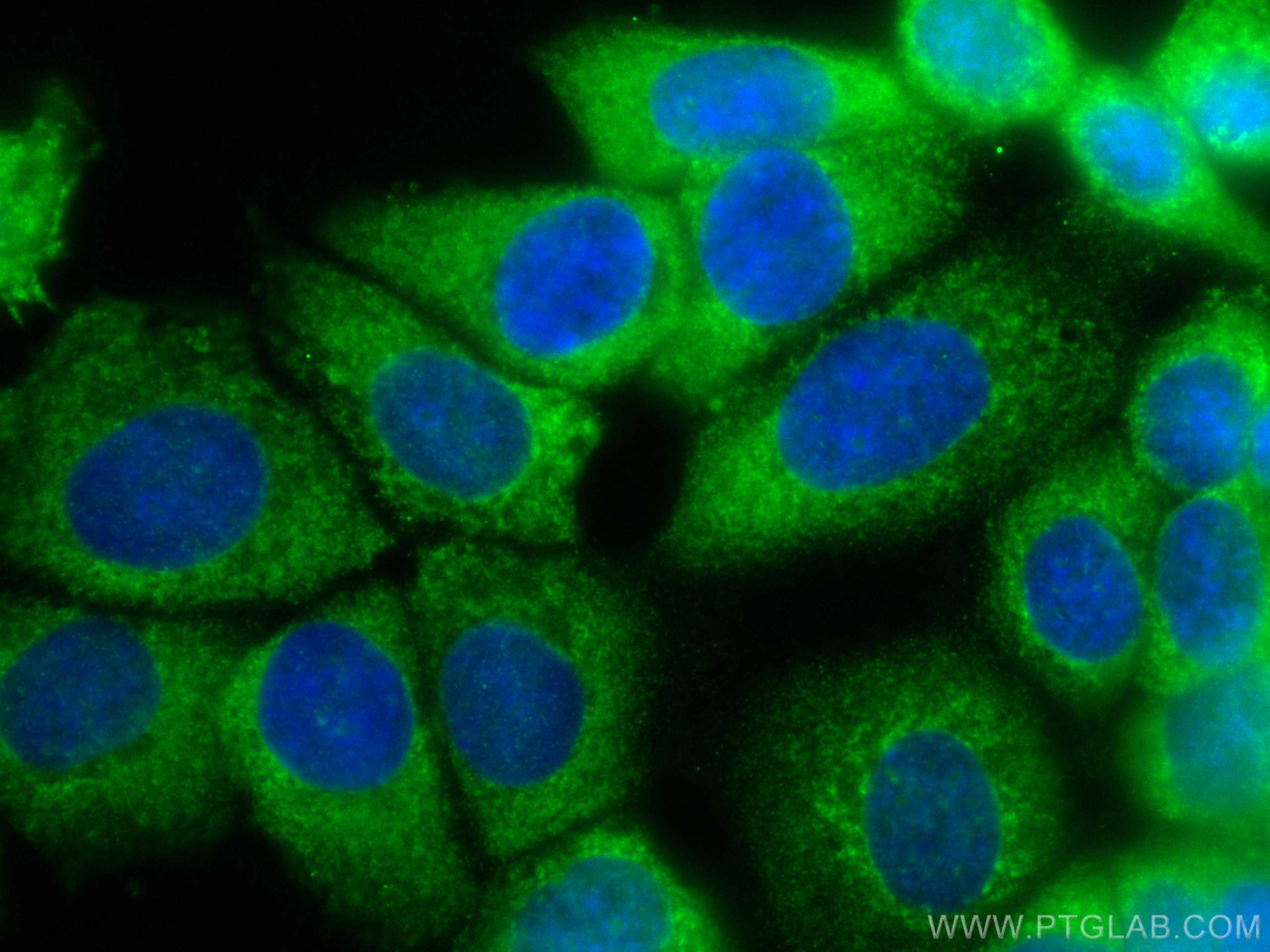 IF Staining of MCF-7 using CL488-67975