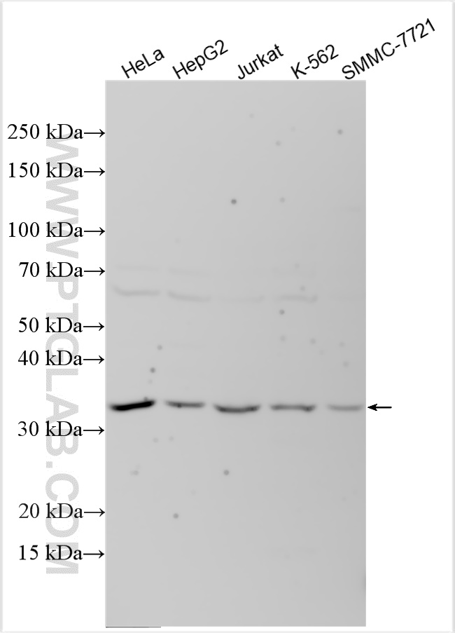 WB analysis using 21182-1-AP