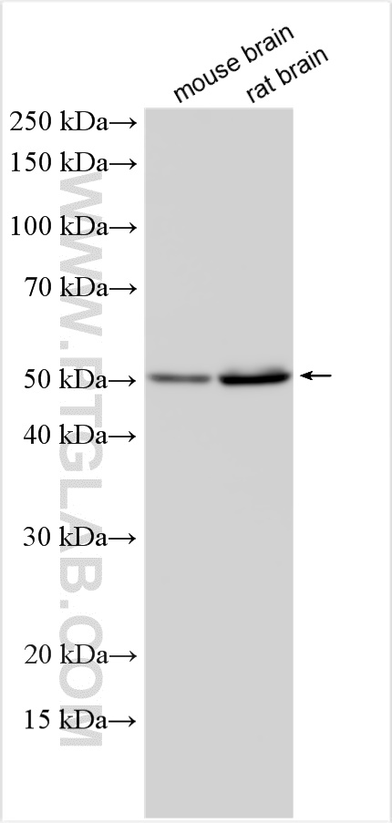 WB analysis using 20042-1-AP