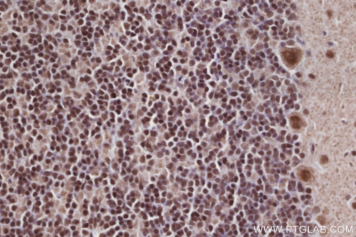 IHC staining of rat cerebellum using 82979-6-RR IHC staining of rat cerebellum using 82979-6-RR