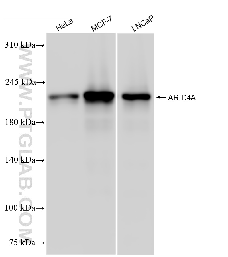 WB analysis using 83489-3-RR