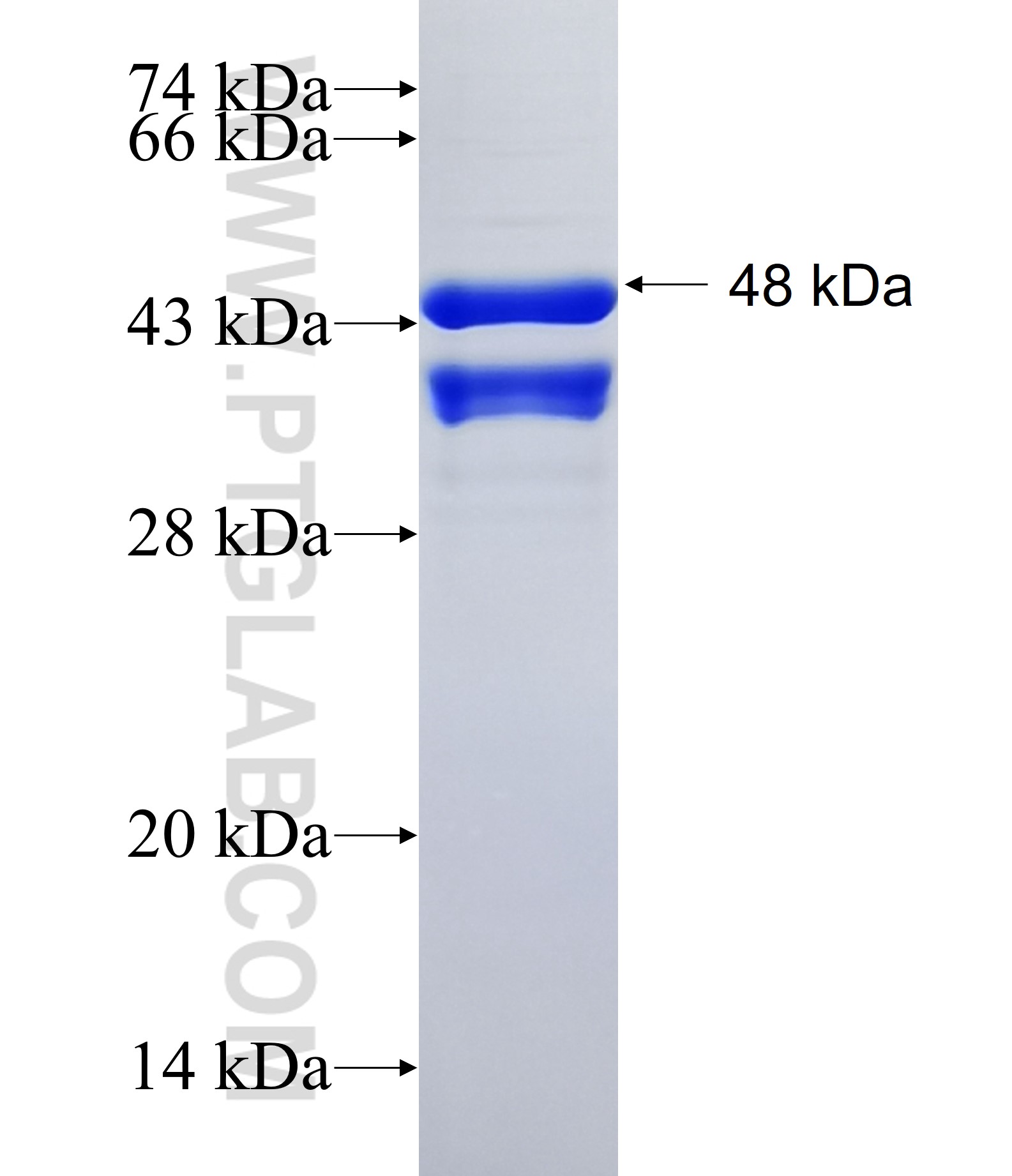 ARID5A fusion protein Ag35075 SDS-PAGE