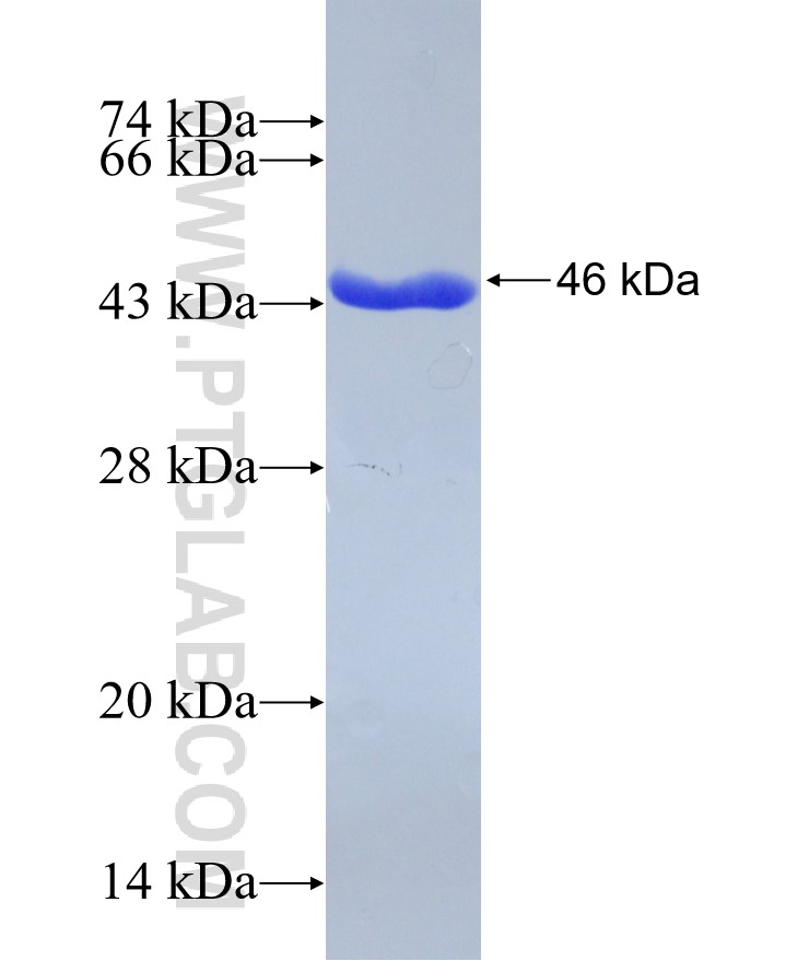 ARIH1 fusion protein Ag30726 SDS-PAGE