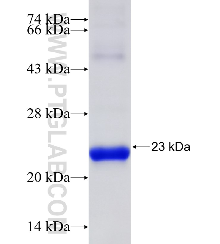 ARIH1 fusion protein Ag30740 SDS-PAGE