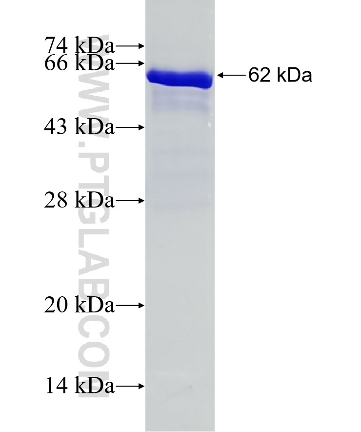ARIH1 fusion protein Ag6760 SDS-PAGE