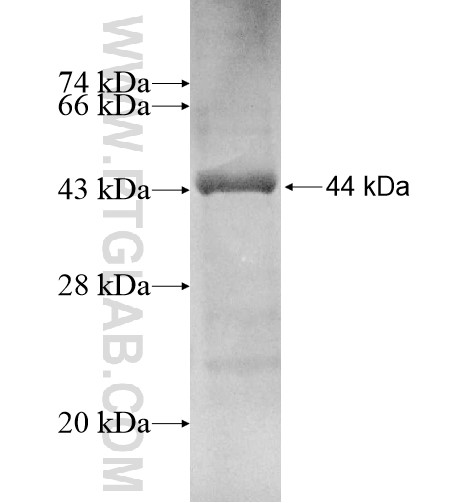 ARL10 fusion protein Ag11503 SDS-PAGE