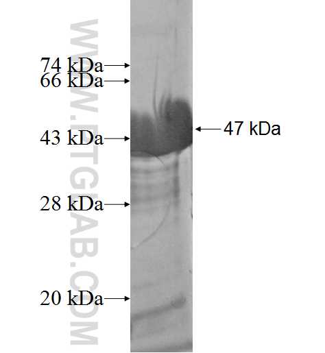 ARL11 fusion protein Ag3079 SDS-PAGE