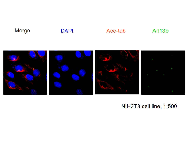 IF Staining of NIH3T3 cells using 17711-1-AP