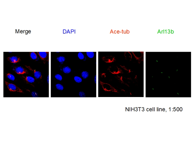 ARL13B Polyclonal antibody