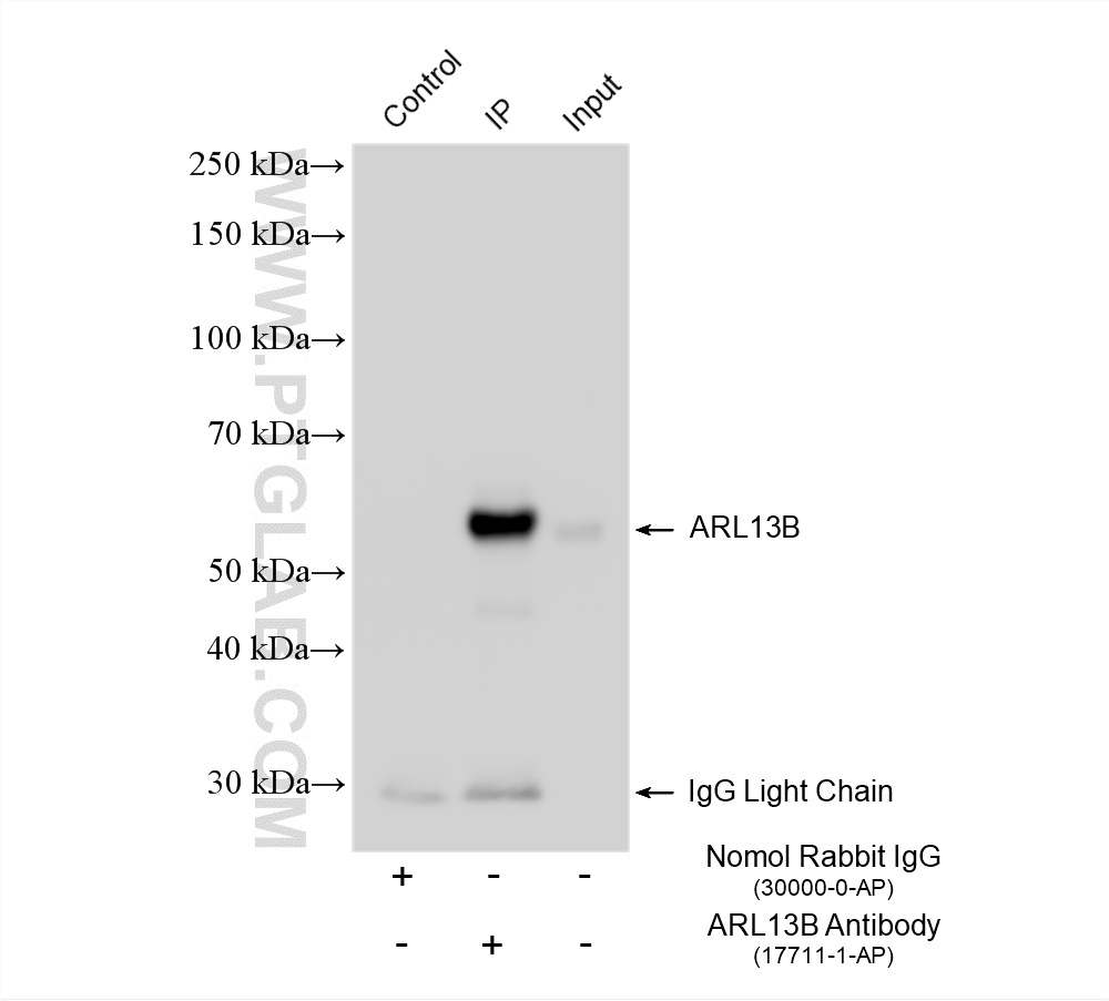 IP experiment of L02 using 17711-1-AP