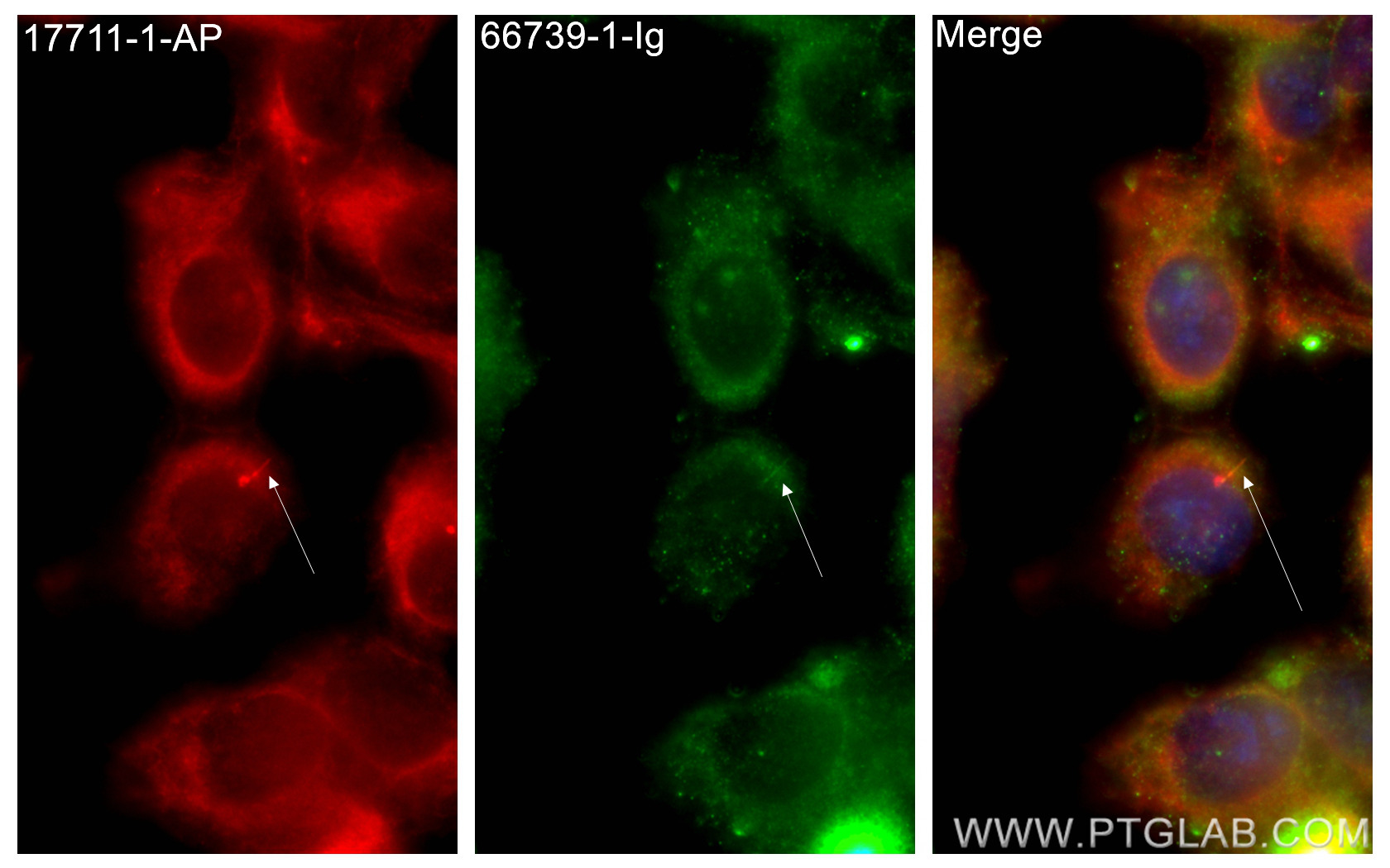 IF Staining of hTERT-RPE1 using 66739-1-Ig (same clone as 66739-1-PBS)