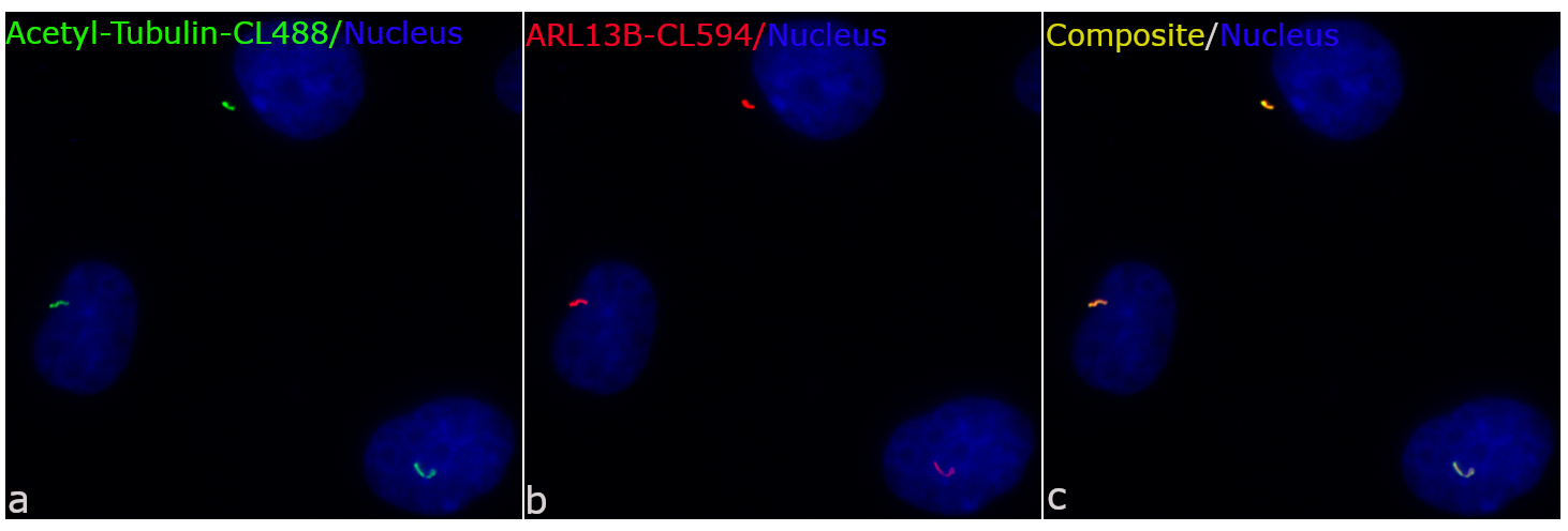 IF Staining of MDCK using CL594-17711