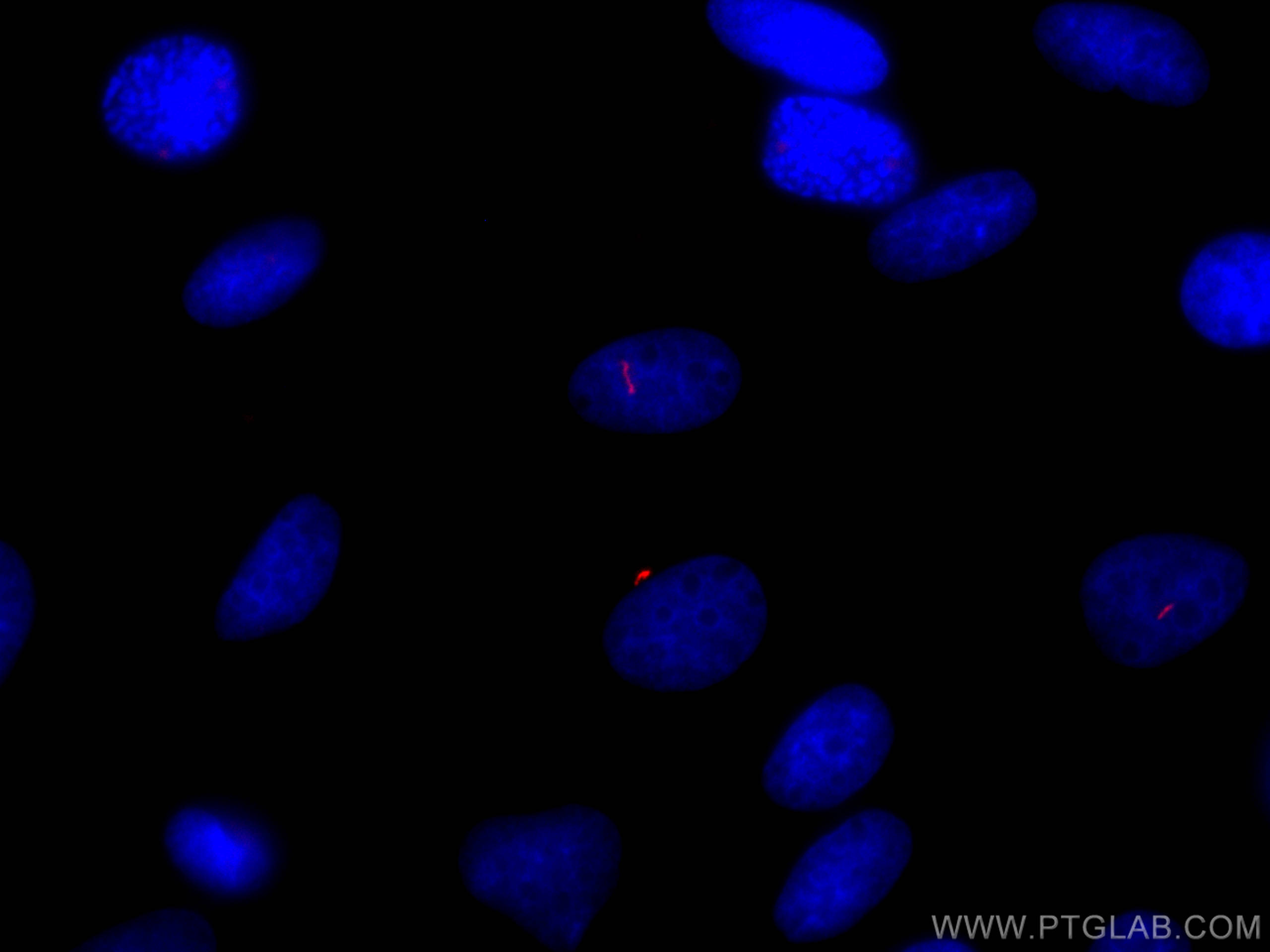 IF Staining of MDCK using CL647-17711