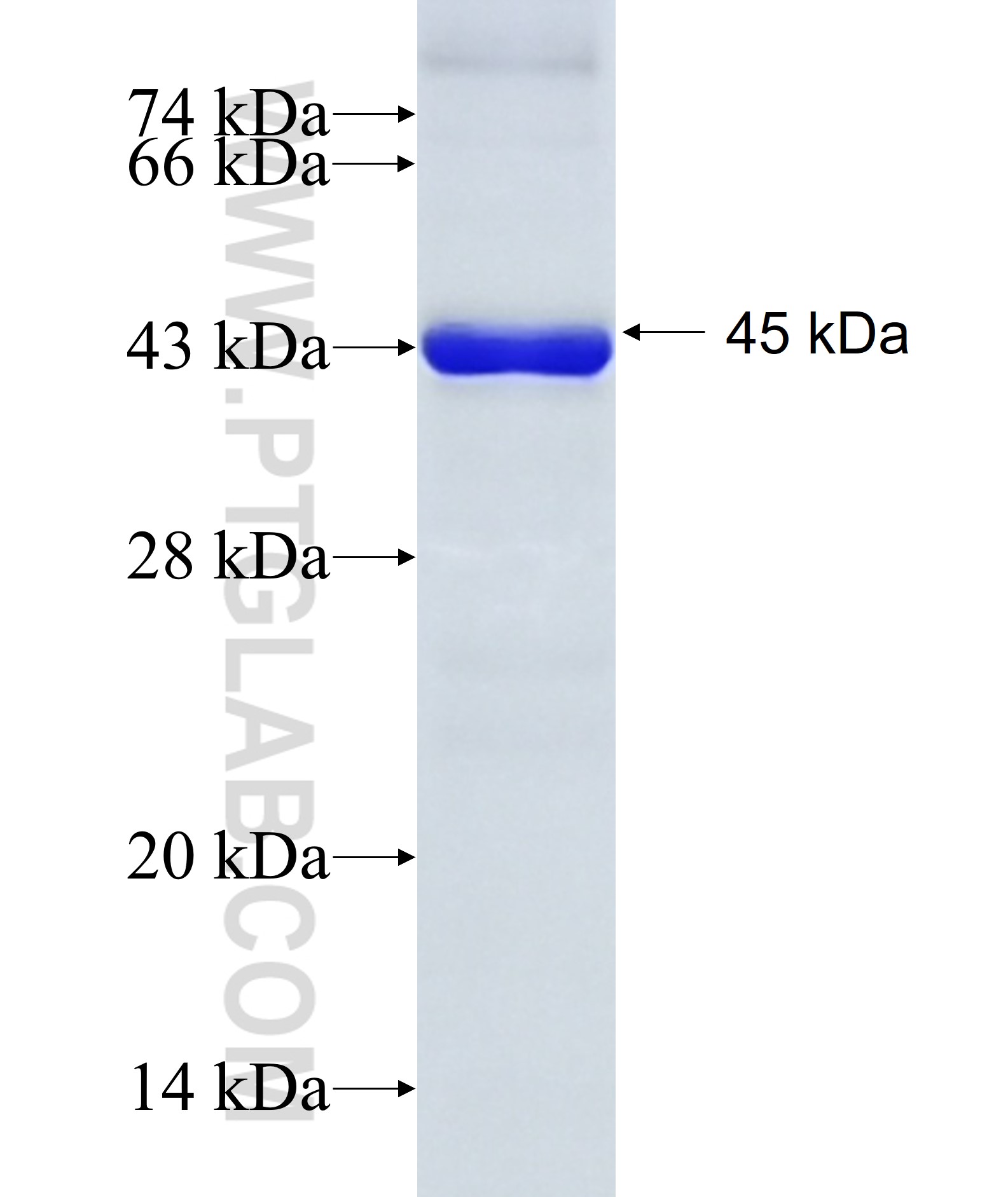 ARL13B fusion protein Ag12031 SDS-PAGE