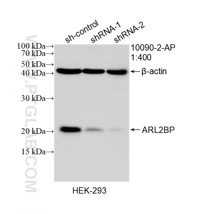 WB result of ARL2BP antibody (10090-2-AP; 1:400; incubated at room temperature for 1.5 hours) with sh-Control and sh-ARL2BP transfected HEK-293 cells. WB analysis of HEK-293 using 10090-2-AP