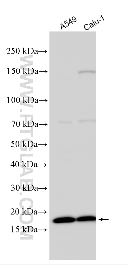 Various lysates were subjected to SDS PAGE followed by western blot with 10090-2-AP (ARL2BP antibody) at dilution of 1:2500 incubated at room temperature for 1.5 hours. WB analysis using 10090-2-AP