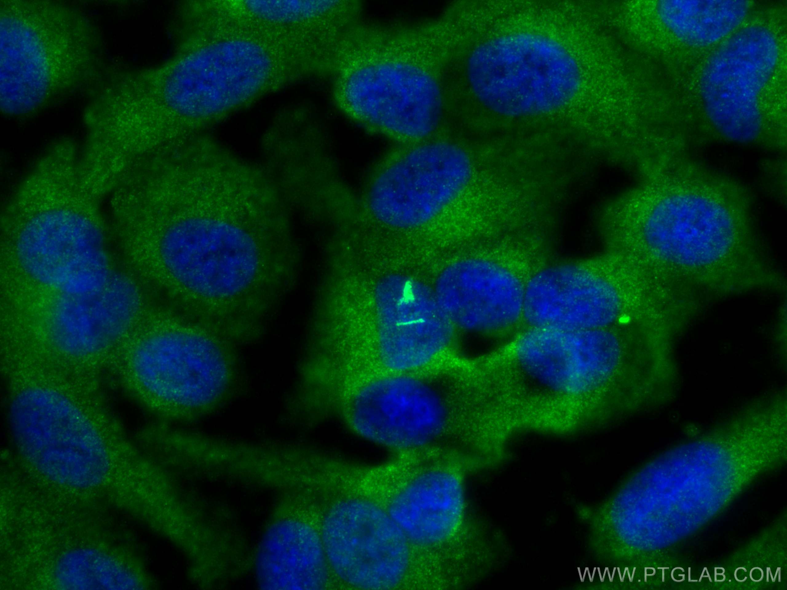 IF Staining of hTERT-RPE1 using 10961-1-AP