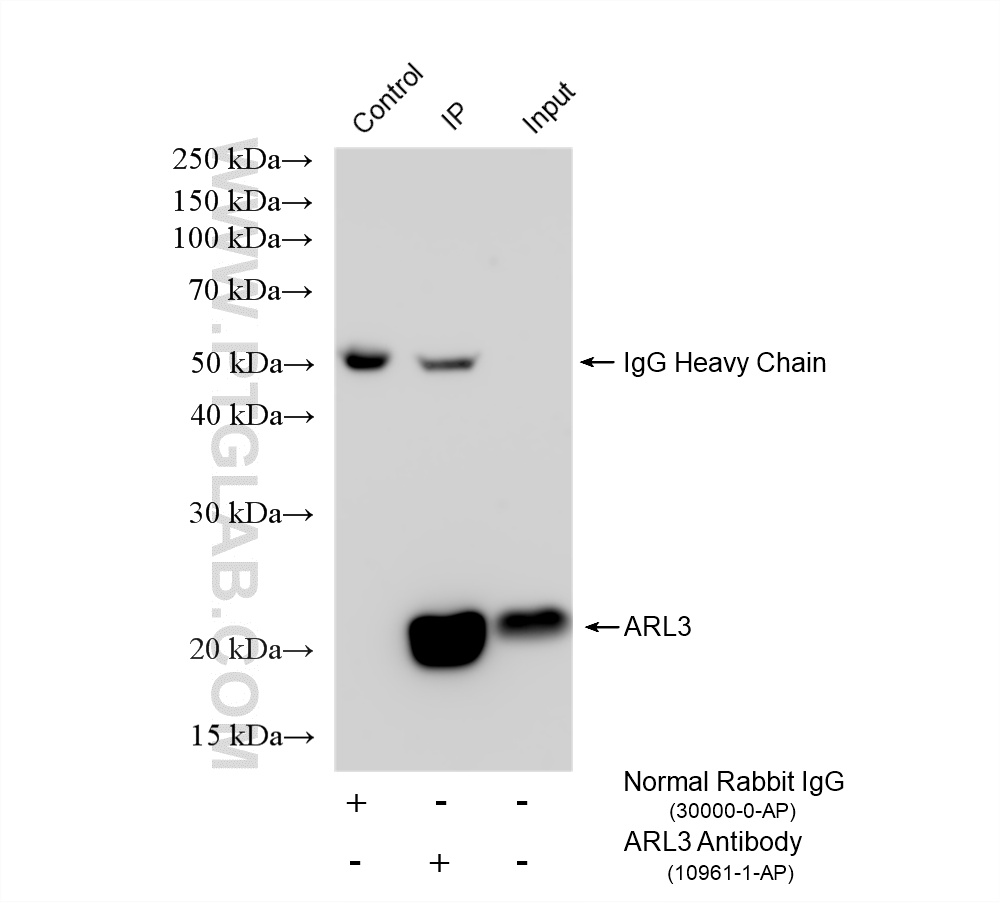 IP experiment of mouse brain using 10961-1-AP