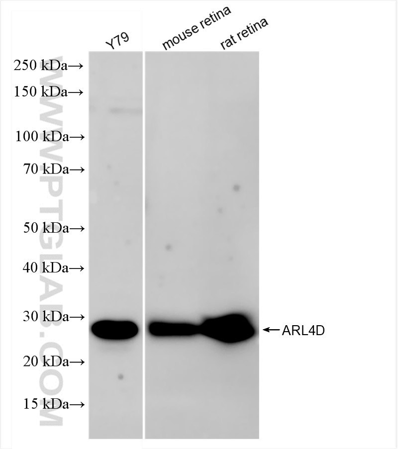 WB analysis using 84163-3-RR