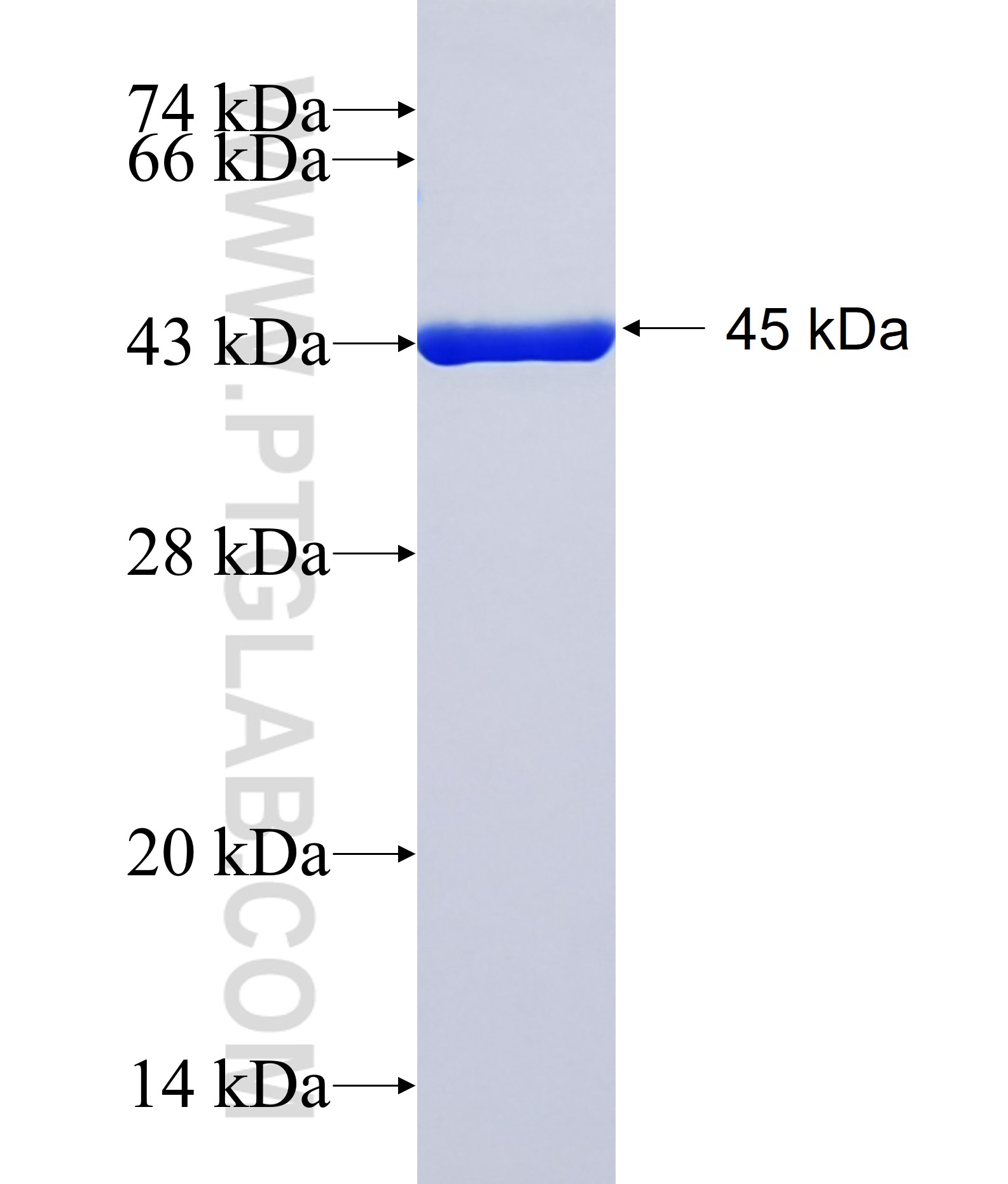 ARL5A fusion protein Ag38270 SDS-PAGE ARL5A fusion protein Ag38270 SDS-PAGE