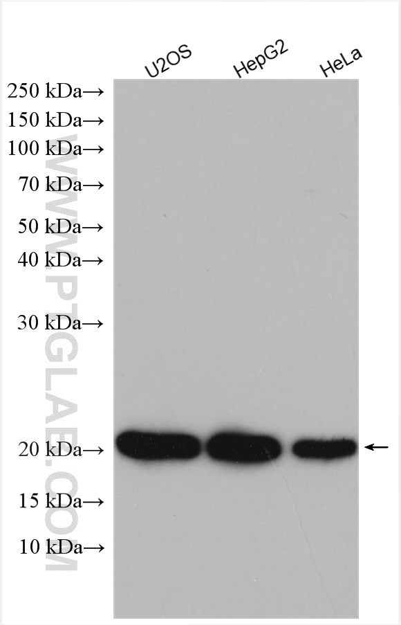 WB analysis of U2OS using 11694-1-AP