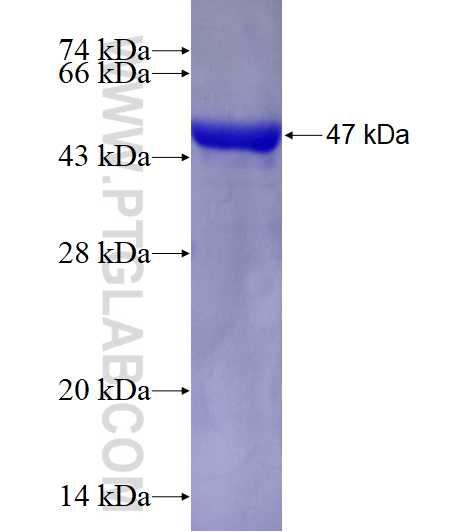 BBS3 fusion protein Ag3363 SDS-PAGE