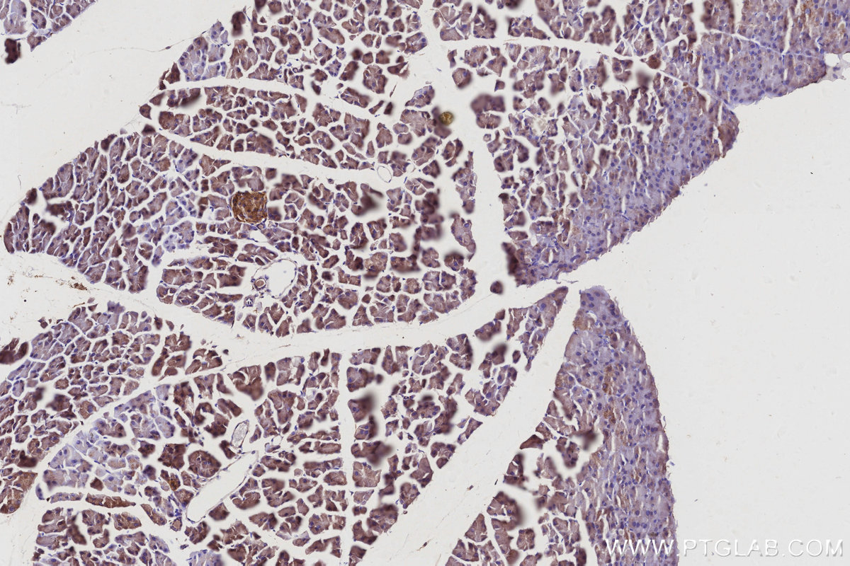 IHC staining of mouse pancreas using 13049-1-AP