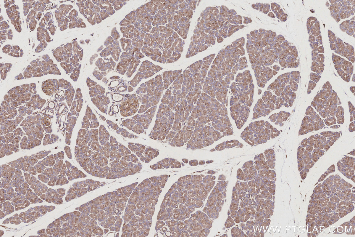 Immunohistochemical analysis of paraffin-embedded rat pancreas tissue slide using 13049-1-AP (ARL8B antibody) at dilution of 1:500 (under 10x lens). Heat mediated antigen retrieval with Tris-EDTA buffer (pH 9.0). IHC staining of rat pancreas using 13049-1-AP
