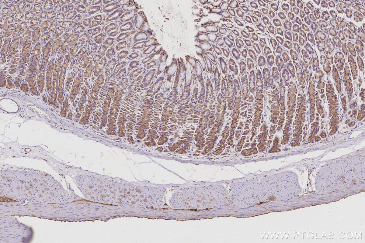 Immunohistochemical analysis of paraffin-embedded rat stomach tissue slide using 13049-1-AP (ARL8B antibody) at dilution of 1:500 (under 10x lens). Heat mediated antigen retrieval with Tris-EDTA buffer (pH 9.0). IHC staining of rat stomach using 13049-1-AP