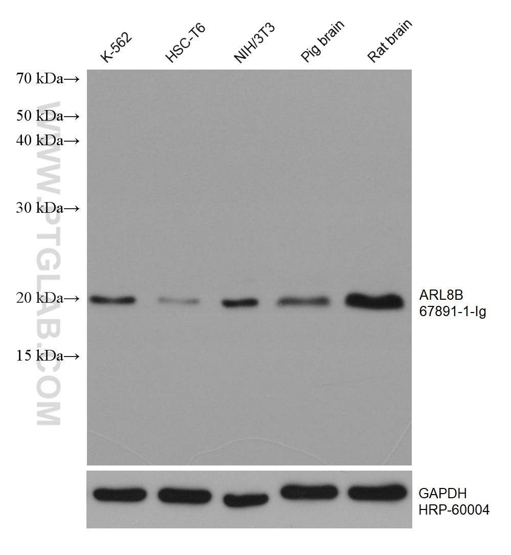 WB analysis using 67891-1-Ig