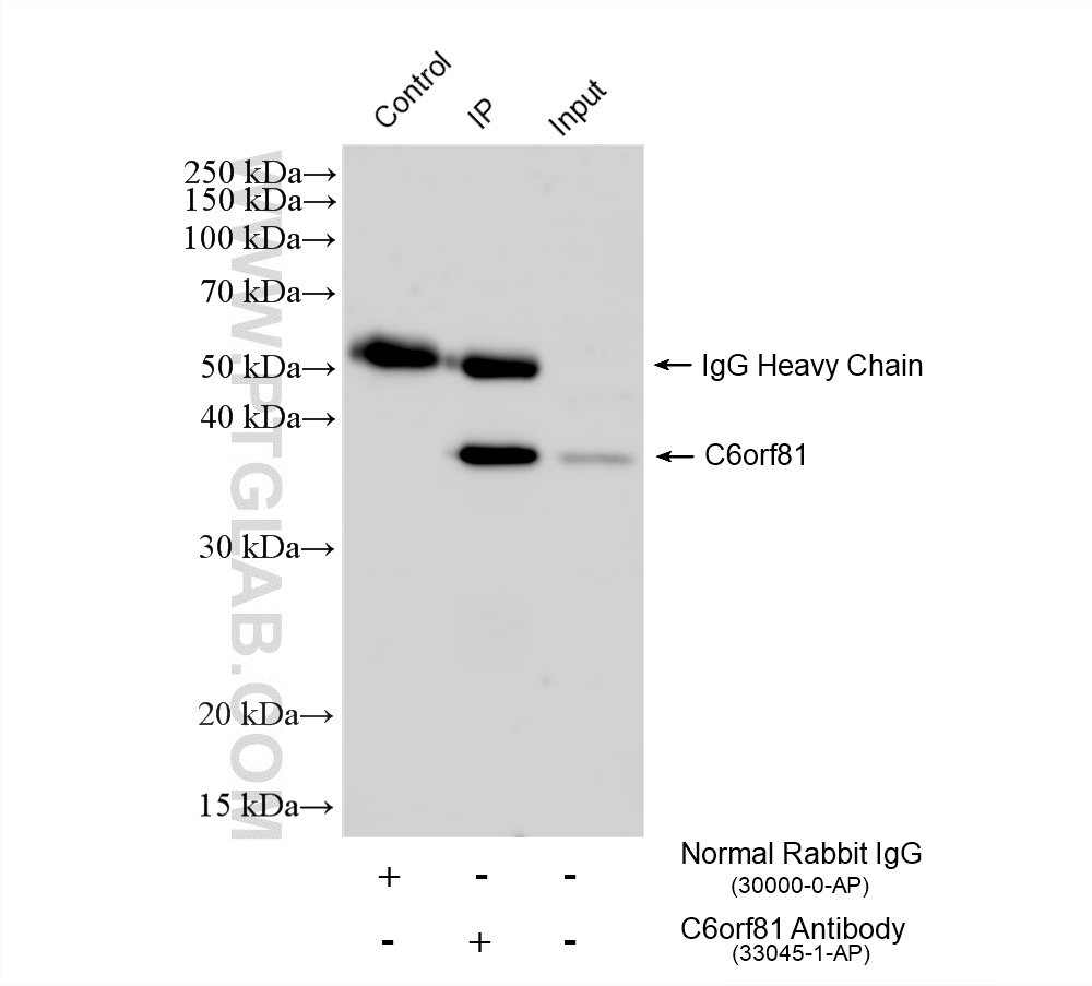 IP experiment of mouse testis using 33045-1-AP (same clone as 33045-1-PBS) IP experiment of mouse testis using 33045-1-AP (same clone as 33045-1-PBS)