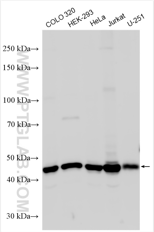 WB analysis using 25558-1-AP