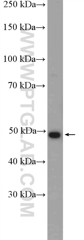 WB analysis of mouse ovary using 20193-1-AP