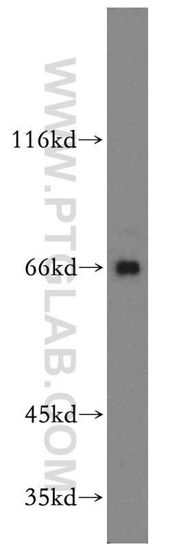 WB analysis of HEK-293 using 12200-1-AP