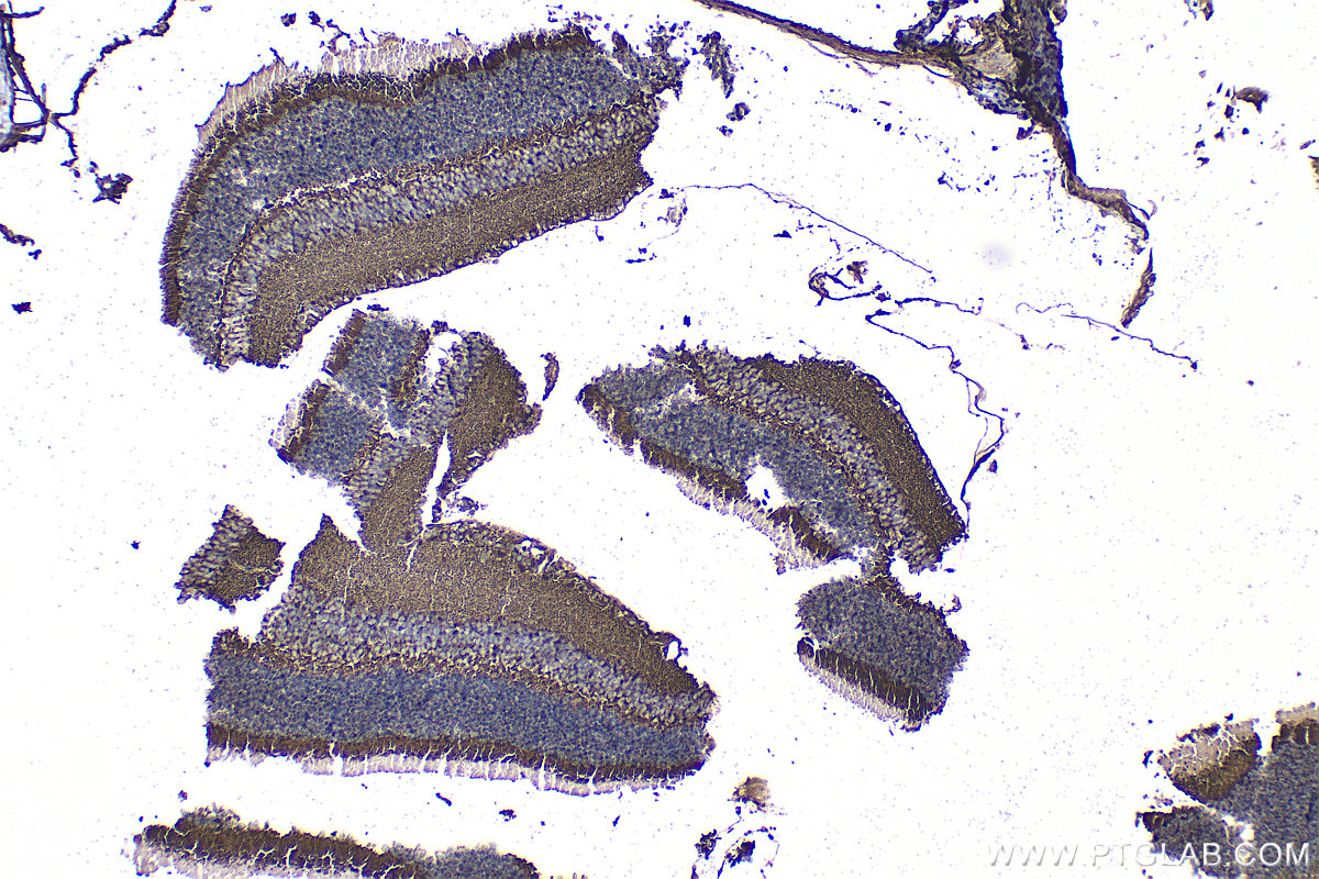 Immunohistochemical analysis of paraffin-embedded mouse eye tissue slide using 33334-1-AP (ARMS2 antibody) at dilution of 1:200 (under 10x lens). Heat mediated antigen retrieval with Tris-EDTA buffer (pH 9.0). IHC staining of mouse eye using 33334-1-AP