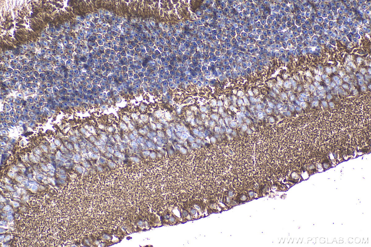 Immunohistochemical analysis of paraffin-embedded mouse eye tissue slide using 33334-1-AP (ARMS2 antibody) at dilution of 1:200 (under 40x lens). Heat mediated antigen retrieval with Tris-EDTA buffer (pH 9.0). IHC staining of mouse eye using 33334-1-AP