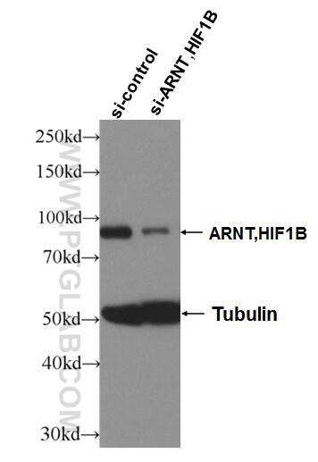 WB analysis of HeLa using 14105-1-AP