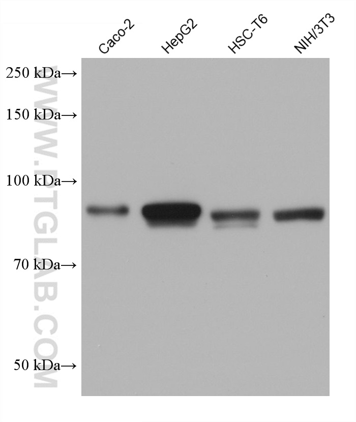 WB analysis using 66732-1-Ig