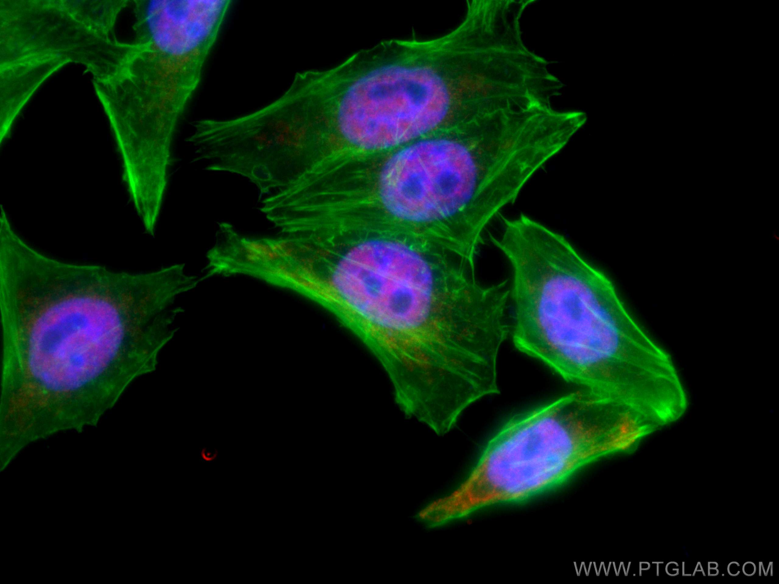 IF Staining of HepG2 using CL594-66732