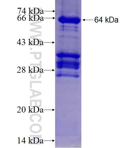 ARNT,HIF1B fusion protein Ag5238 SDS-PAGE